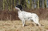 SETTER ANGLAIS 094